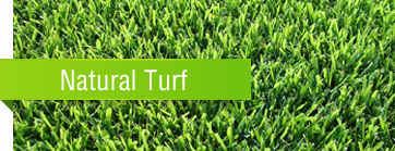 Brisbane Turf Suppliers Natural All About Turf