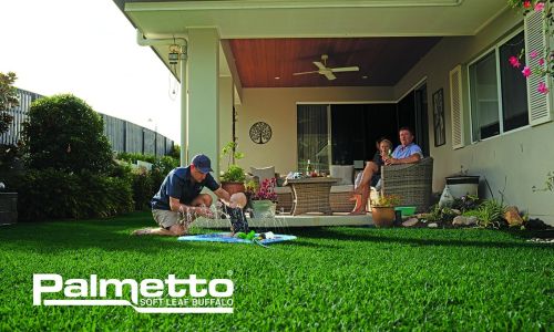 buffalo grass All About Turf family sitting down