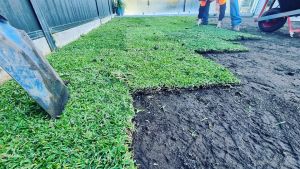 Natural grass laying new lawn and soil All About Turf