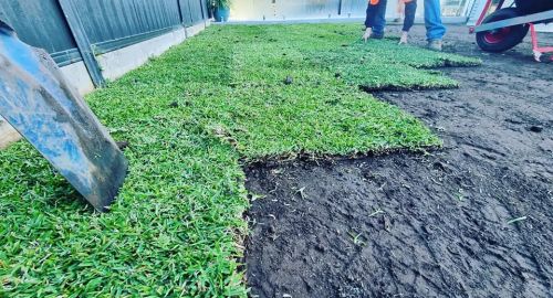 Natural grass laying new lawn and soil All About Turf